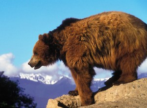 Grizzly bear U.S. Fish and Wildlife Service