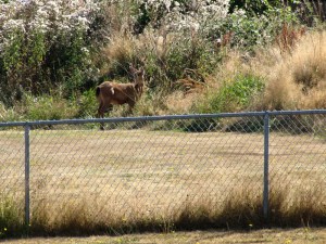 A doe nervously waits for her fawn to find its way out of the fenced yard at Franklin Elementary in Port Angeles. Arwyn Rice/Peninsula Daily News