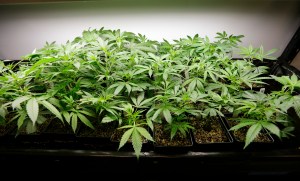 North Olympic Peninsula may get 10 retail pot stores