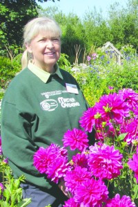 Master Gardener Florence Larsen will share techniques for growing dahlias Saturday. Master Gardeners of Clallam County