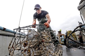 Ken Woodside pulls aboard a derelict crab pot off the waters of Port Townsend. More than 12