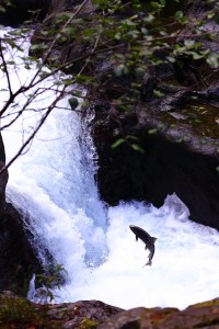 This is one of four photos by Chuck Rondeau taken last week of coho salmon leaping out of the swirling waters of the Salmon Cascades. Chuck Rondeau (Click on photo to enlarge)