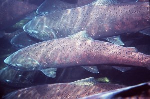 Chinook salmon