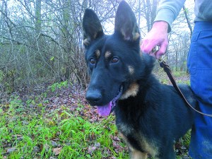 Bogie is the latest addition to the Port Angeles Police Department.