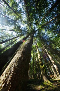 (Click on image to enlarge)