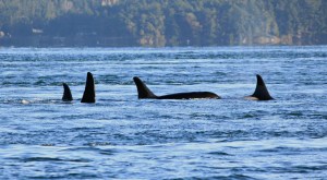 Orcas in the J-pod swim together in Spieden Channel