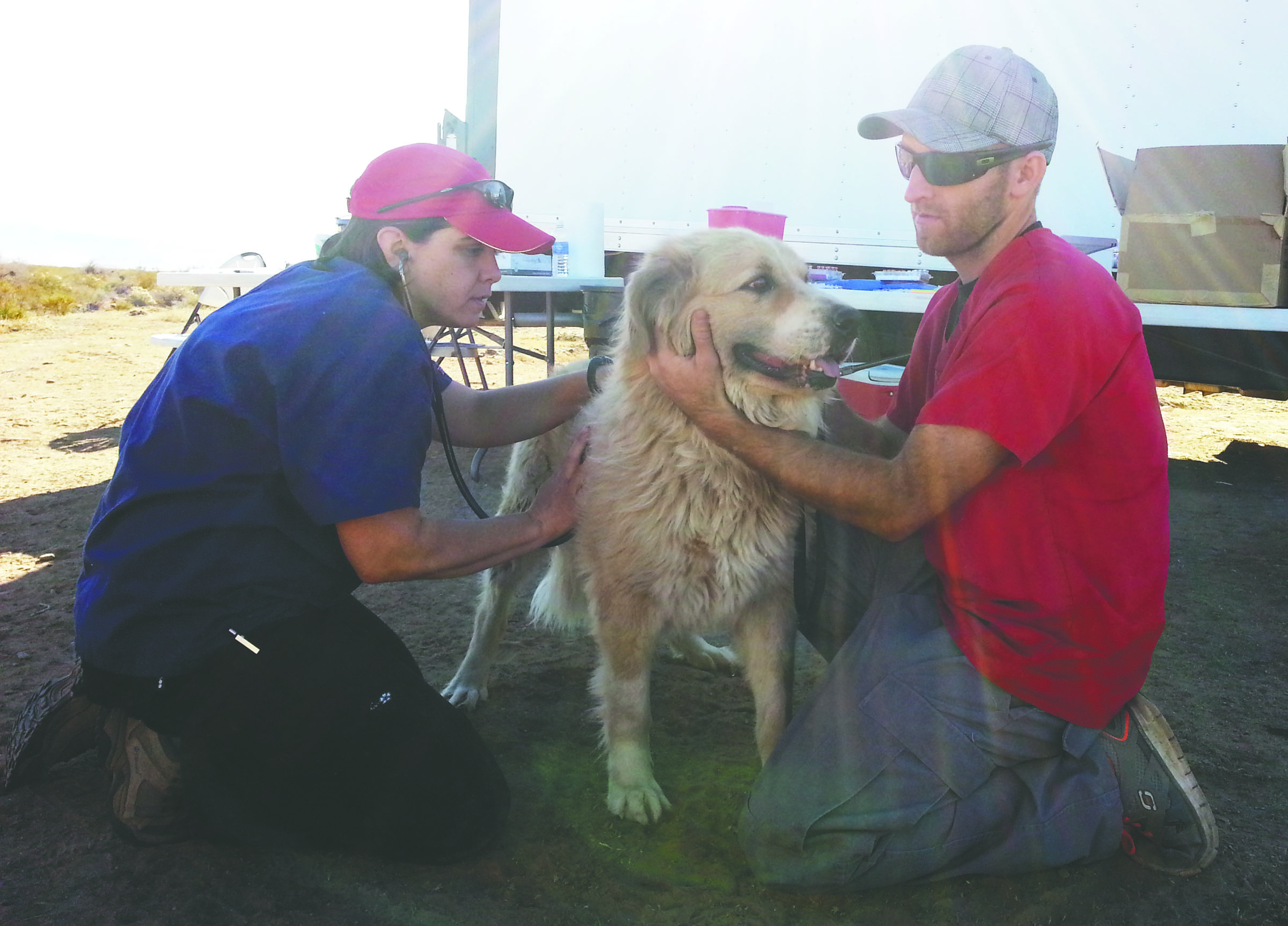 Arizona Humane Society Veterinarian Dr. Melissa Thompson and AHS Veterinary Technician Brad Perryman examine one of the dogs.  Arizona Humane Society