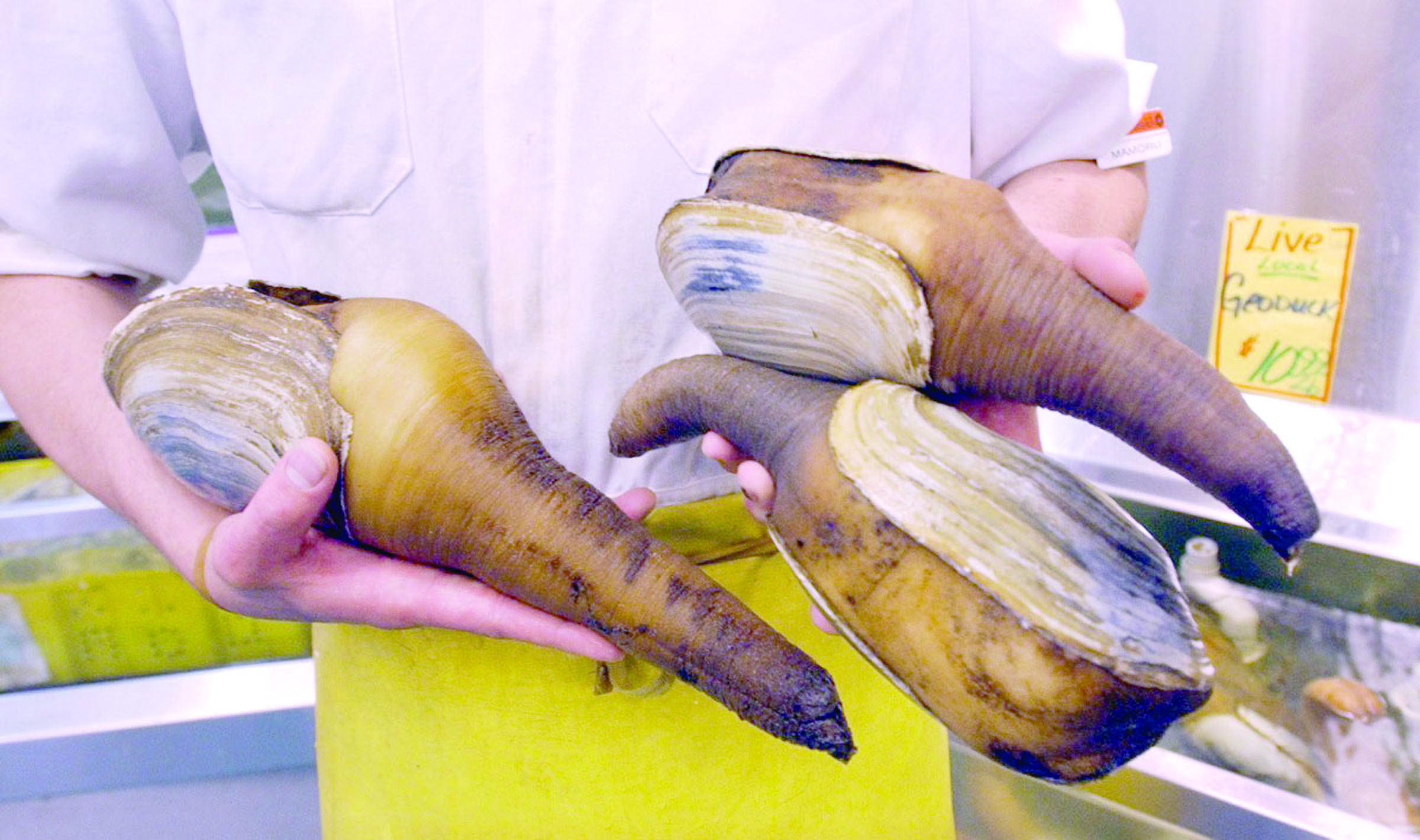 A Seattle grocer displays live geoducks.  The Associated Press