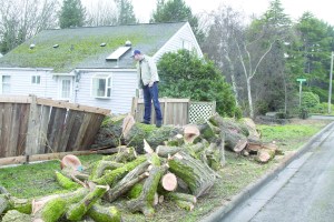 Sean Hintz surveys the damage from a willow tree blowing over early Sunday morning in the yard of the house his family rents at 737 West Ninth Street in Port Angeles. Hintz reports that he remembers hearing a loud noise at about 3 a.m. Sunday but didn't get up. At 4:30 a.m.