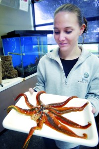Rachele Brown of Bonney Lake displays a sun star infected with a wasting disease Thursday at the Feiro Marine Life Center in Port Angeles.  Keith Thorpe/Peninsula Daily News