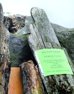 A cat looks out from the riprap on Ediz Hook in Port Angeles on Tuesday. Signs have been posted warning people not to feed a colony of feral cats living in the rocks along the Hook. Keith Thorpe/Peninsula Daily News