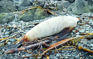 A dead sea lion lies at the high tide line on the strait side of Ediz Hook in Port Angeles last week.  Keith Thorpe/Peninsula Daily News