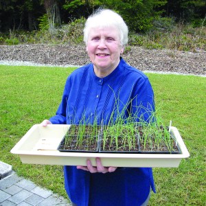 Veteran Washington State University Clallam County Master Gardener Lois Bellamy will present Starting Seeds Indoors from noon to 1 p.m. Thursday in the county commissioners meeting room of the Clallam County Courthouse in Port Angeles.