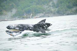 A gray whale emerging from the Pacific off Tatoosh Island is part of Meredith Parker's exhibition “Images