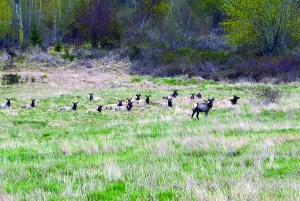 The Sequim elk herd rests in a field above Brownfield Road just south of U.S. Highway 101 on Thursday.  Joe Smillie/Peninsula Daily News