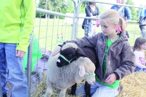 Hannah Wagner of Sequim pets two sheep at the 34th annual Shepherds Festival on Monday in Sequim.  David Logan/for Peninsula Daily News