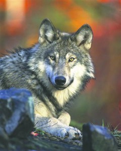 The Associated Press