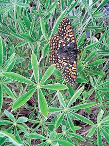 Clallam County is one of the last stands of the rare Taylors checkerspot butterfly.  Photo by Aaron Barna/for Washington Department of Fish and Wildlife