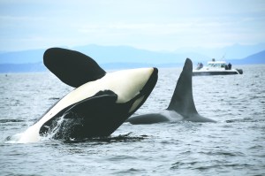 A Southern Resident orca breaches in this National Oceanic and Atmospheric Administration file photo.  National Oceanic and Atmospheric Administration