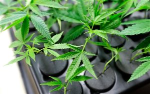 Port Townsend City Council to consider pot rules Monday night