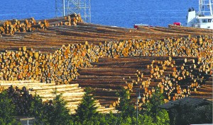 Debarked logs for export are piled high in a Port of Port Angeles log yard on Port Angeles Harbor. Keith Thorpe/Peninsula Daily News