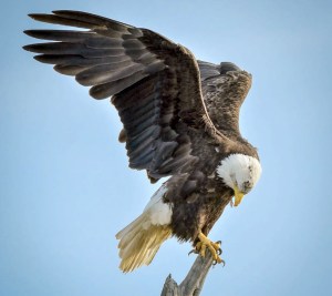 One of Randall Page's images from his 50-page book.