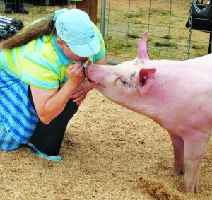 Sequim veterinarian lays one on pig at Clallam County Fair