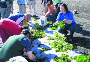 Crescent School teacher Janice Tydings holds up a piece of Ursula seaweed