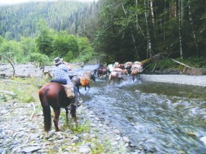 Sara Woodard follows a pack string of mules led by Sol Duc Valley Packers Larry Baysinger across the Quinault River. The Baysingers were selected to pack tools