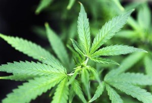 Proposed Clallam law would curb marijuana grow sites in rural areas