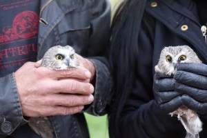 Shortly before releasing them into the woods west of Port Angeles