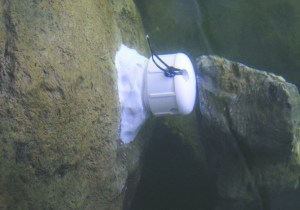 This 2013 photo shows a sensor glued to an underwater rock which records the temperature every hour in the Salmon River in Idaho. U.S. Forest Service