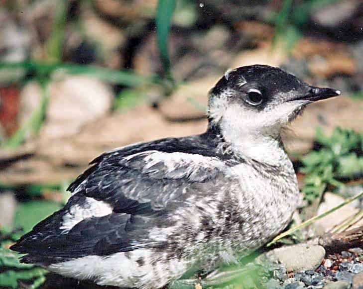A marbled murrelet. U.S. Forest Service