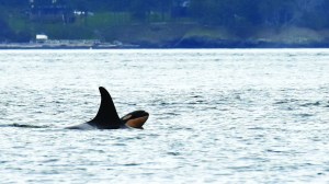 Newborn orca calf J53 is seen with its mother J17 off San Juan Island on Saturday. It is the sixth baby born to a Southern Resident pod since last December The Associated Press.