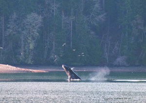 A humpback whale was spotted in 2012 on the west side of Dabob Bay near the Taylor Shellfish shoreline property recently purchased by the state Department of Natural Resources as an addition to the Dabob Bay Natural Area. Connie Gallant