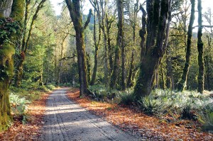 Keith Thorpe/Peninsula Daily News