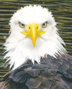 CLALLAM: 20-day election process ends tonight