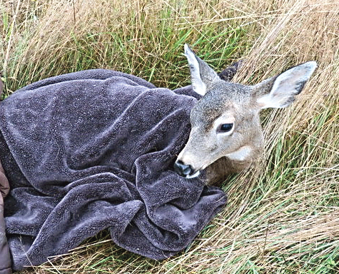 A fawn eventually released at Fort Flagler State Park recovers from anesthesia.  Robert Heck