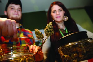 bud tenders Maxwell Bradford and Emma Attolini display buds in the shape of Christmas trees that are on sale for the holiday season in a recreational marijuana shop in northwest Denver. The nascent marijuana industry in Colorado is targeting holiday shoppers with special deals much like traditional retailers offer. — The Associated Press