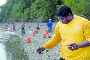 Culinary Specialist 2nd Class Anthron Shuler spreads manila clams on the shore of Naval Magazine Indian Island. Sailors from Navy Region Northwest helped local Native American tribes seed 3 million manila clams while participating in a Naval Magazine Indian Island clam seeding project in August. Scott A. McCall/U.S. Navy
