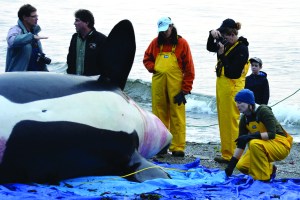 Biologists examine a dead orca at Bates Beach