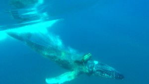 This Nov. 20 photo shows an entangled whale in the Pacific Ocean off Dana Point