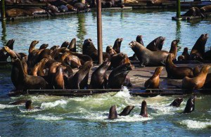Seals and California sea lions are seen on the docks of the East End Mooring Basin in Astoria