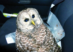 Barred owl rescued by reporter, chronicled in PDN report, dies