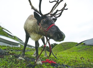 A reindeer grazes in 2010 on the living roof of the California Academy of Sciences in San Francisco. The Associated Press