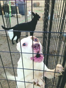 Two dogs from the Olympic Animal Shelter in a kennel at the RUFFF sanctuary in Golden Valley