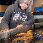 Terri Nogler, a volunteer at the Feiro Marine Life Center at Port Angeles City Pier, looks on Wednesday at a sea star in one of the centers touch tanks. (Keith Thorpe/Peninsula Daily News)