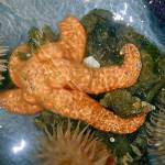 Sea star wasting syndrome decreasing on Peninsula but not gone yet
