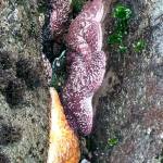 Sea stars cling to rocks at low tide at Rialto Beach in Olympic National Park this summer. (Michael J. Foster/Peninsula Daily News)