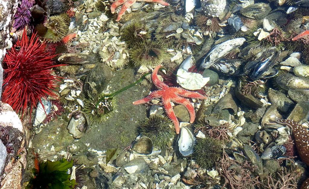 Rainbow sea stars are seen among urchins and other tide pool inhabitants at Freshwater Bay County Park west of Port Angeles this spring. (Michael J. Foster/Peninsula Daily News)